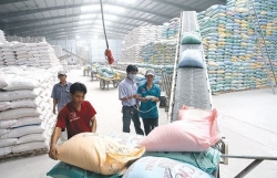 Vietnam may surpass Thailand in rice export due to good price and export quota