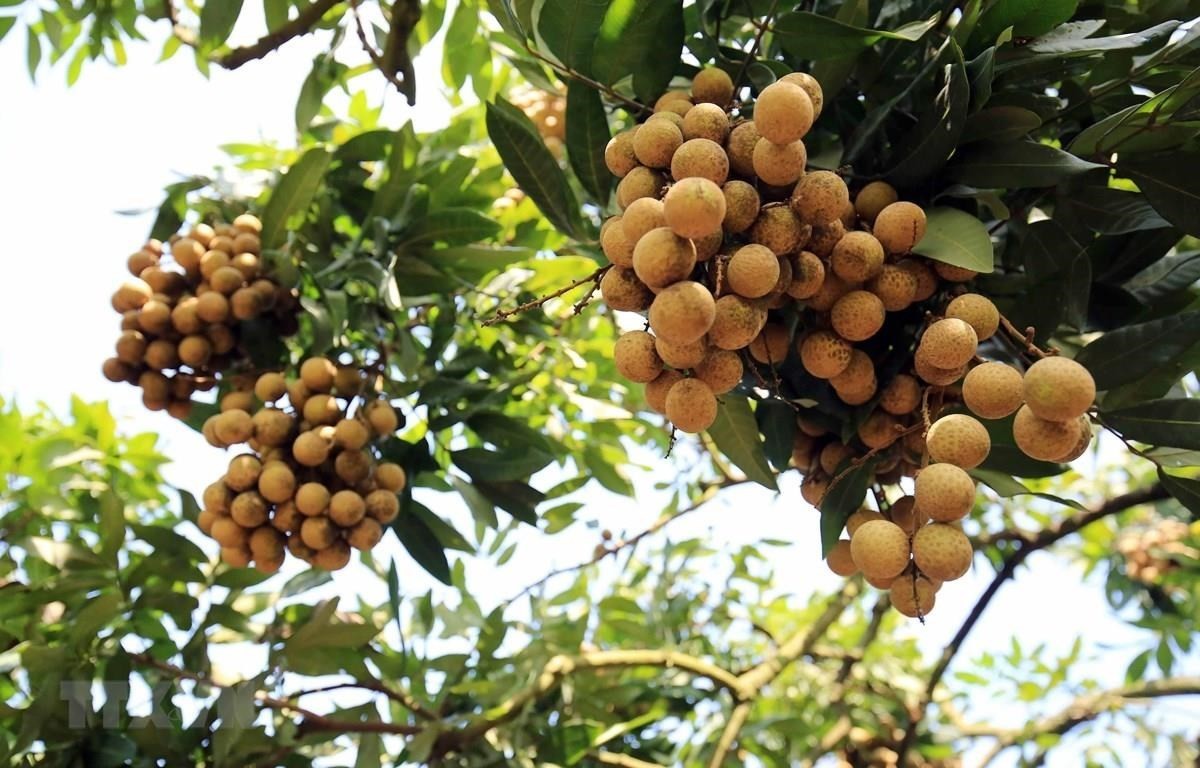 Over 20 countries, territories to join conference promoting Hung Yen’s longan