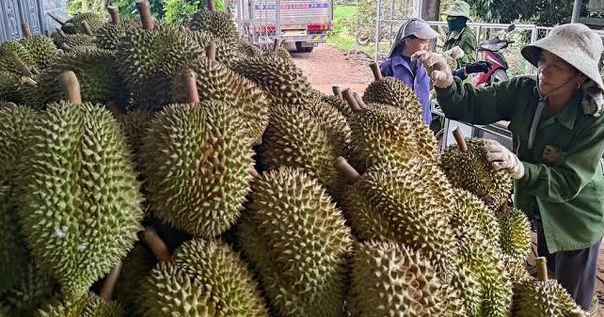 Vietnamese durian: Maintaining quality and market position to ensure standing Vietnamese durian: Maintaining quality and market position to ensure standing
