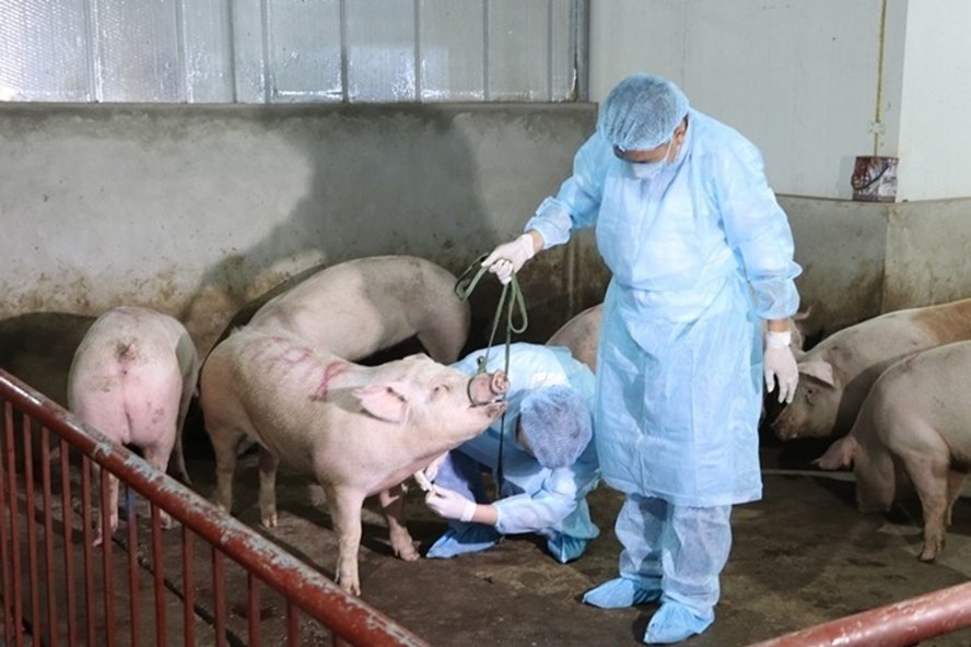 netherlands shares experience in preventing african swine fever