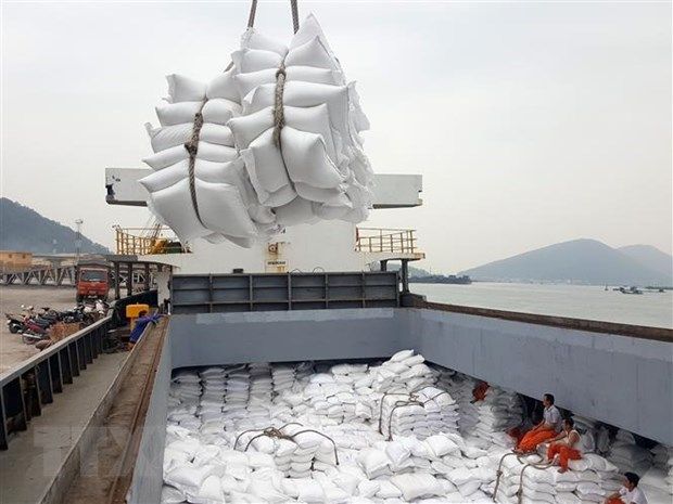 vietnams rice exports to africa continue to rise