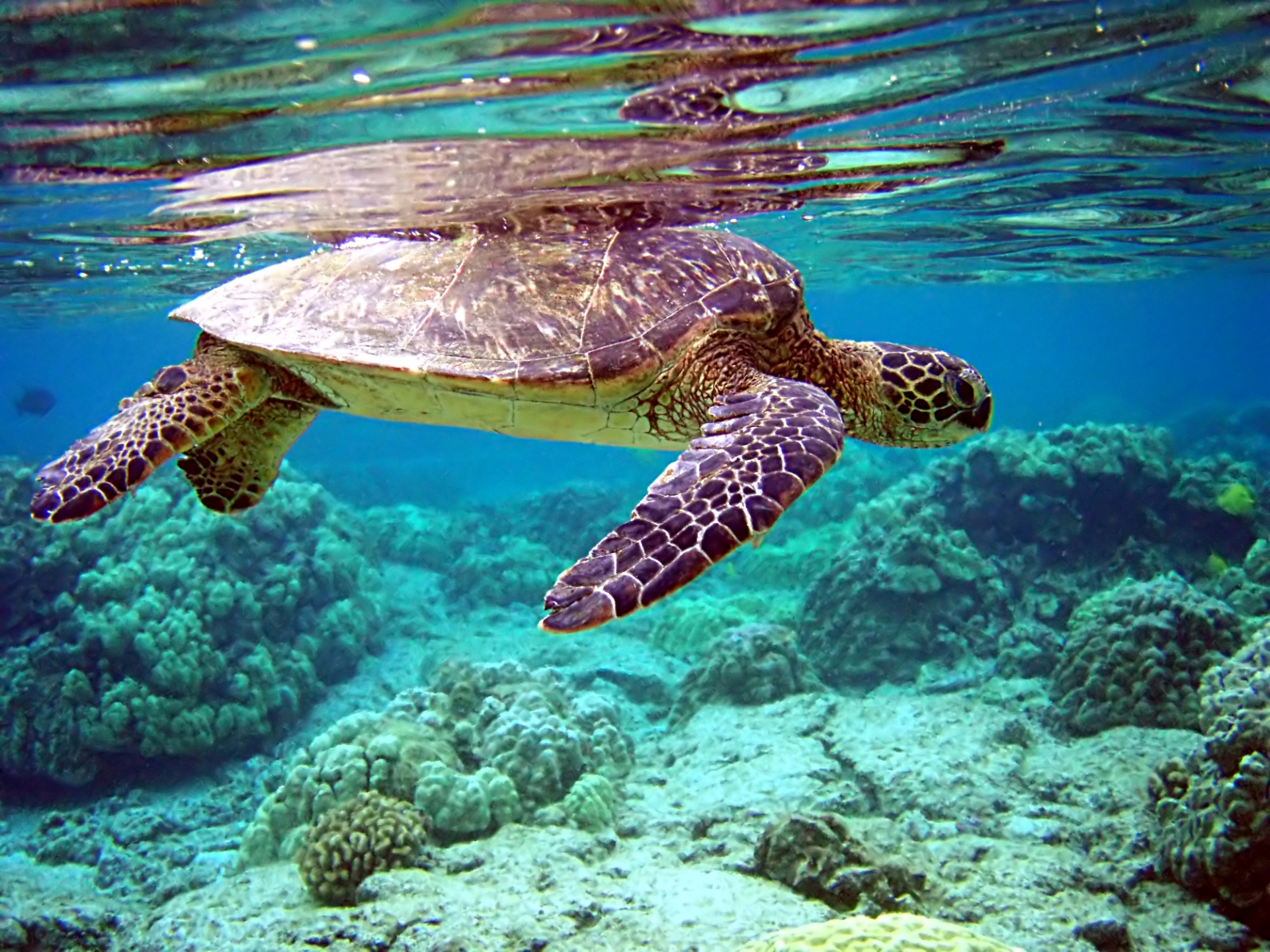 program on endangered turtle protection released