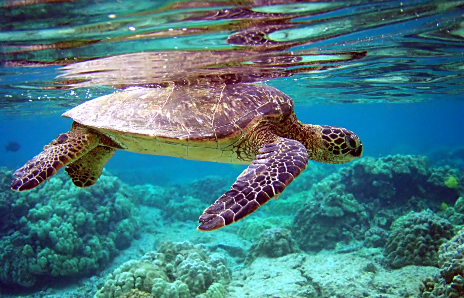 Program on endangered turtle protection released
