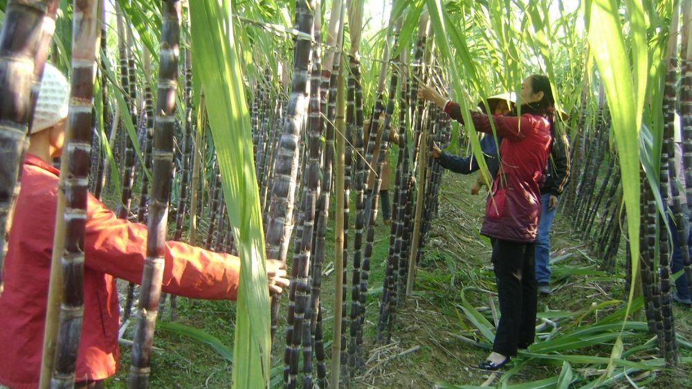 Vietnam initiates anti-dumping investigation on sugar imported from Thailand