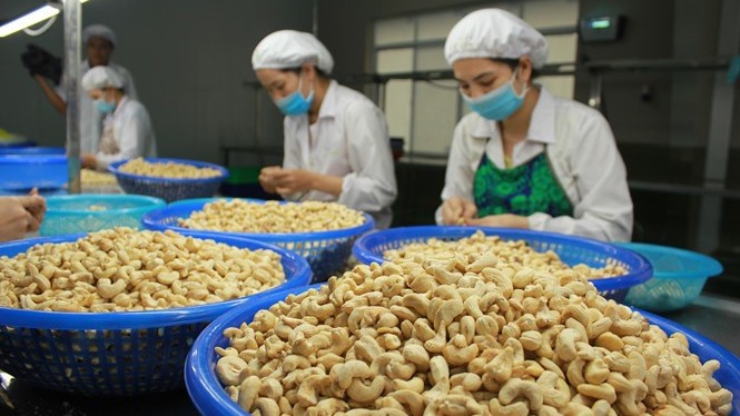 Vietnamese cashew nuts to be introduced in Australia