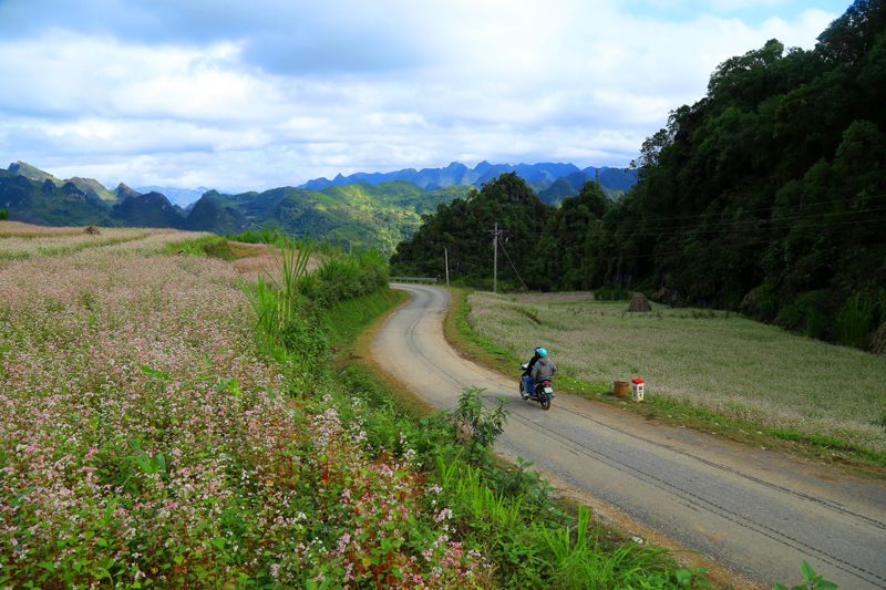 capturing enthralling pinky buckwheat flowers in ha giang this november