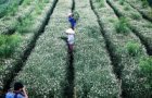capturing enthralling pinky buckwheat flowers in ha giang this november