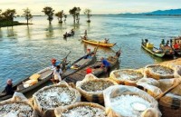 mekong delta enjoys good start to rice harvest