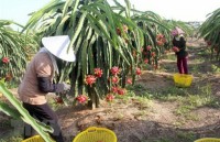 processing major contributor to vietnams economy