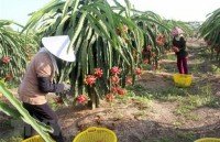 vietnam strongly condemns shooting attacks in new zealand