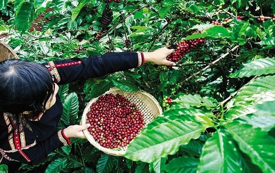 vietnam tightens grip on worlds coffee market