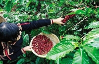Vietnam’s coffee exports to Algeria rise sharply