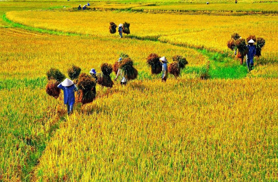 vietnam ranks fourth in southeast asia in food security