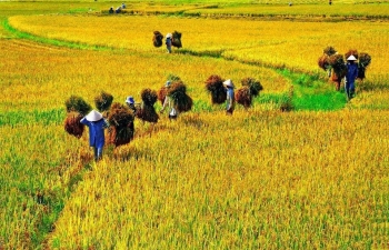 Vietnam ranks fourth in Southeast Asia in food security