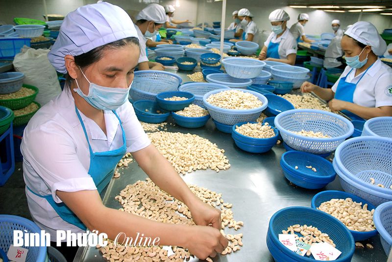 vietnam targets 4 billion usd from cashew exports in 2020