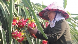 Meeting seeks to develop Viet Nam’s agriculture amid COVID-19