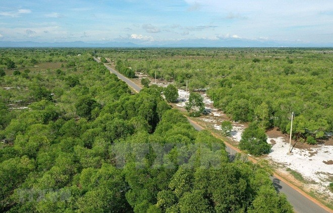 Viet Nam’s forest coverage up in 2021