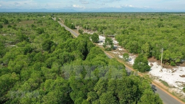 Viet Nam’s forest coverage up in 2021