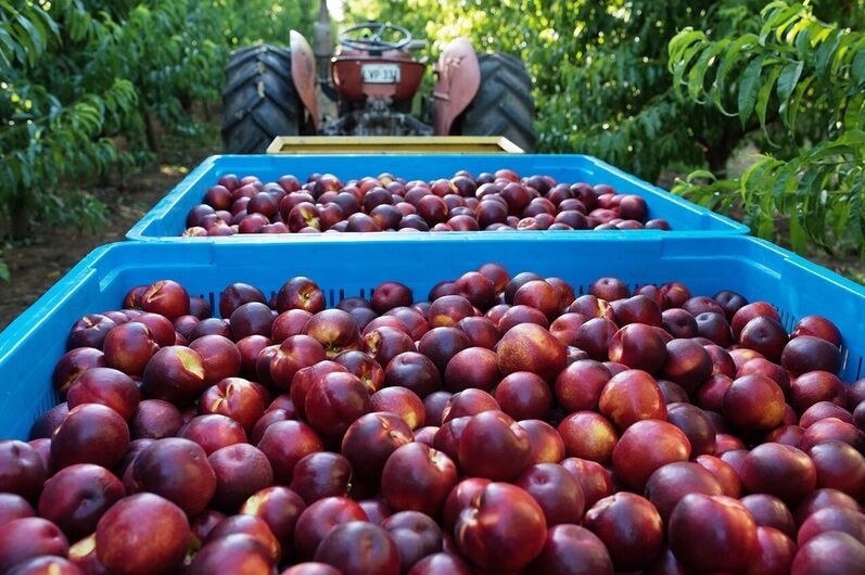 Ngày 17/2, Bộ trưởng Nông nghiệp Australia David Littleproud cho biết chính phủ nước này đang nỗ lực chuẩn bị cho việc xuất khẩu thí điểm đào (peach) và xuân đào (nectarine) của Australia sang Việt Nam trong những tháng tới. (Nguồn: ABC News)