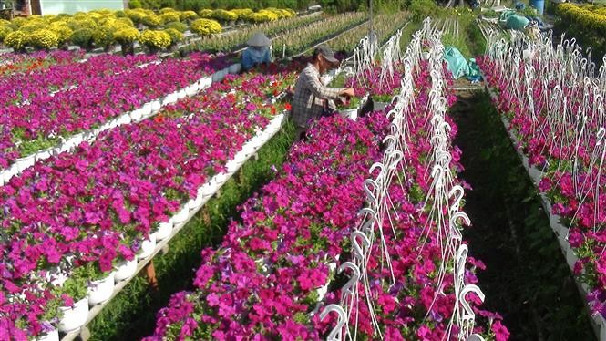 Chăm sóc hoa tại phường Tân Quy Đông, thành phố Sa Đéc, tỉnh Đồng Tháp. (Nguồn: TTXVN)