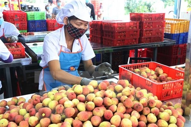 Hai Duong's fresh lychees to be exported to Thailand for first time