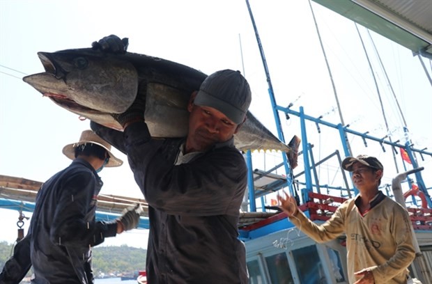 Fishermen bring tuna to storage in Tien Chau port, Tuy An district of Phu Yen province. (Photo: VNA)
