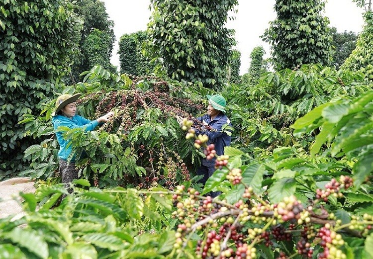 Nông dân xã Ea Kao, TP Buôn Mê Thuột thu hoạch cà phê được sản xuất trồng xen canh với cây tiêu theo khuyến cáo của ngành nông nghiệp cho hiệu quả kinh tế cao. (Nguồn: TTXVN)
