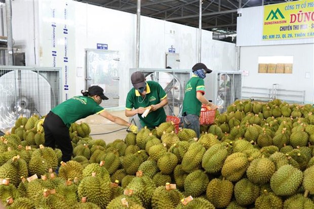 First approved batch of Vietnamese durians en route to China