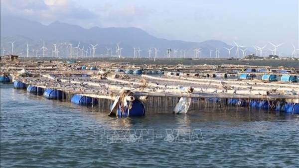 Ninh Thuan builds sustainable marine economic development strategy