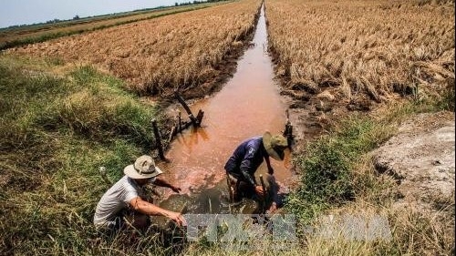 Saltwater intrusion damage successfully prevented this season: Mekong Delta