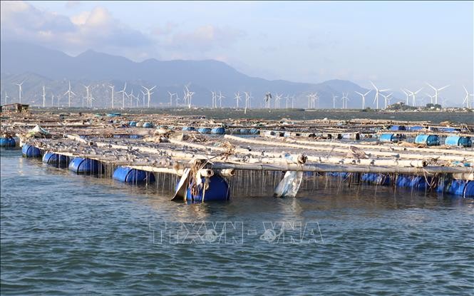 Ninh Thuan has set a target to post a marine economic growth rate of 15-16 percent per year by 2025.