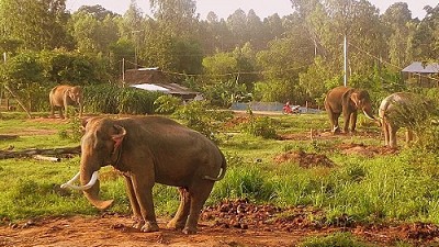 Adjustments to elephant conservation plan approved