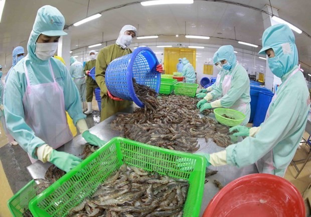 Frozen shrimp production at a factory in the Mekong Delta province of Hau Giang. (Source: VNA)