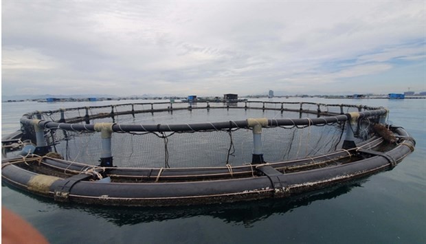 A shrimp-rearing cage in Ninh Thuan province. (Source: VNA)