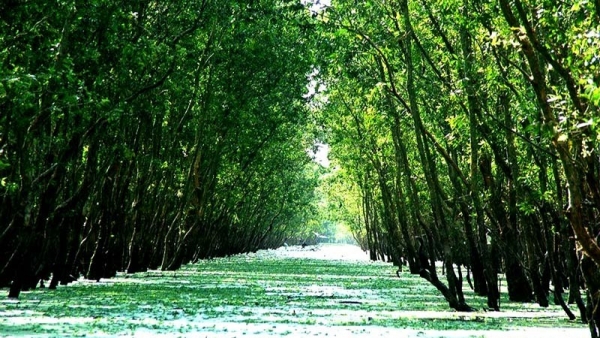 A 3.55 billion USD project to sustainably develop forestry sector approved