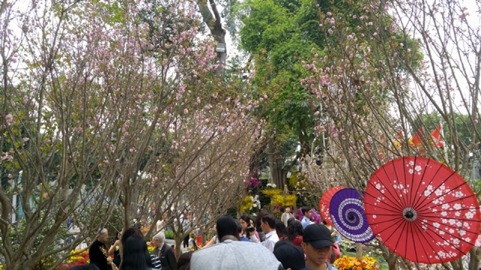 cherry blossoms in full bloom at hanois japanese festival