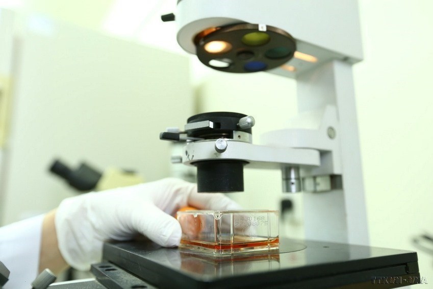 Researchers conduct daily cell culture checks. (Photo: VNA)