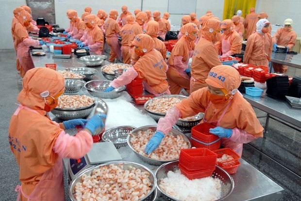 Shrimp processing for export. (Photo: VNA)