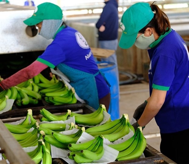 Vietnam has not yet signed the protocols on phytosanitary requirements for eight export fruits, including bananas. (Photo: haiquanonline.com.vn)