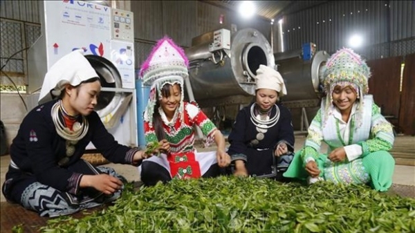 Remarkable progress seen in farming in ethnic minority-inhabited, remote areas