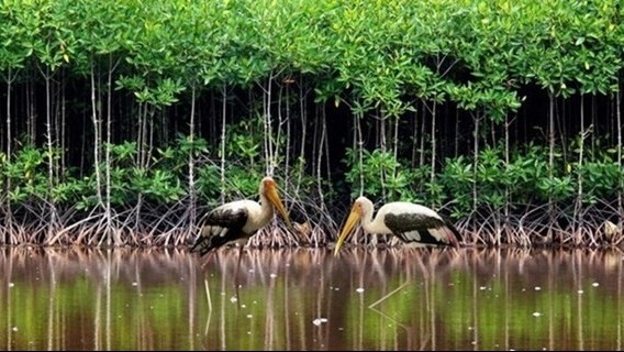 Viet Nam strives to conserve, sustainably use wetlands