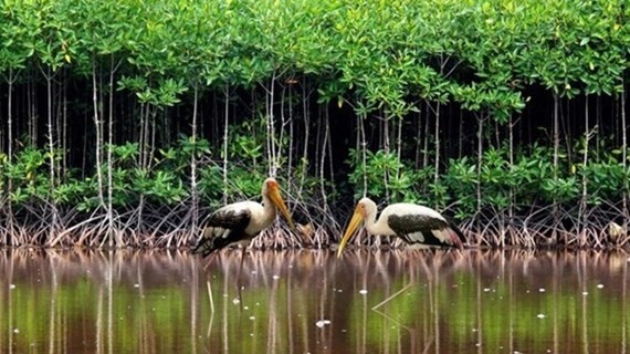 Viet Nam strives to conserve, sustainably use wetlands