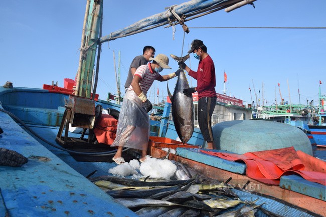 Tuna exports predicted to surge amid high inflation
