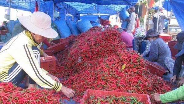China allows resumption of fresh chili import from Viet Nam