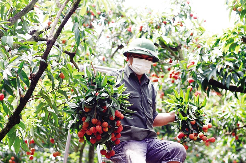 Ngày càng nhiều hoa quả Việt Nam thâm nhập thị trường quốc tế để tận dụng cơ hội từ các FTA. Trong ảnh: Vùng trồng vải thiều theo mô hình VietGap tại Bắc Giang. Ảnh: Đức Thanh