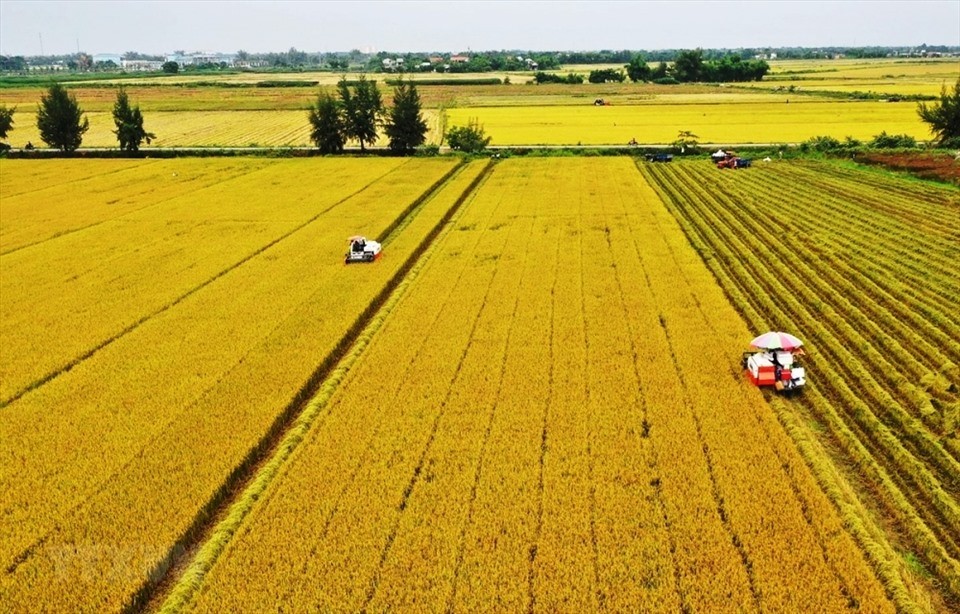 Export results in 2023 provide stepping stone for rice sector next year