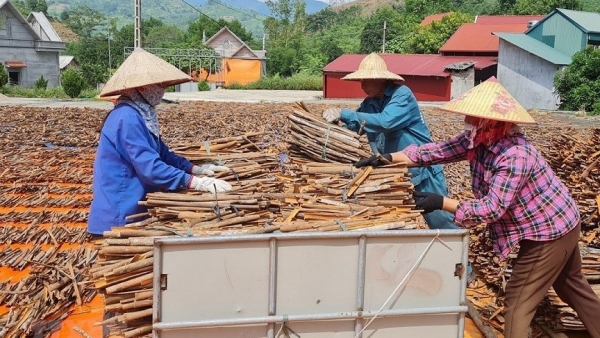 In search for cinnamon plantation sustainability in Lao Cai province
