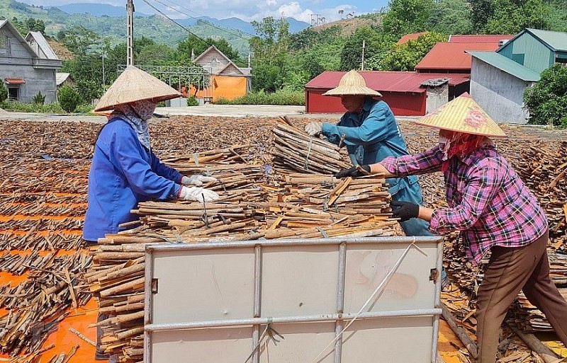 Tìm hướng đi bền vững cho cây quế ở Lào Cai