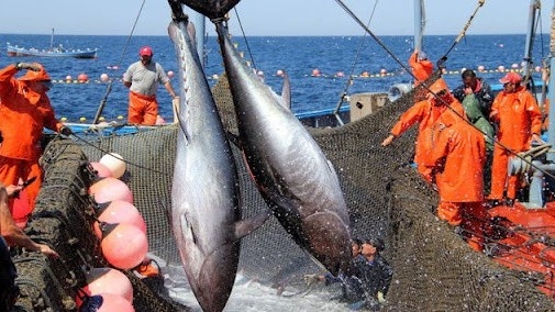Viet Nam’s tuna export has bright prospect