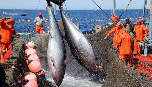 Viet Nam’s tuna export has bright prospect Viet Nam’s tuna export has bright prospect